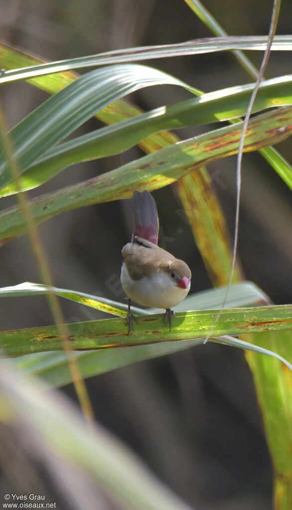 Fawn-breasted Waxbill