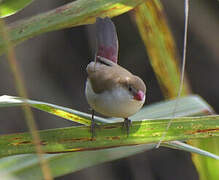 Fawn-breasted Waxbill