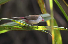 Fawn-breasted Waxbill