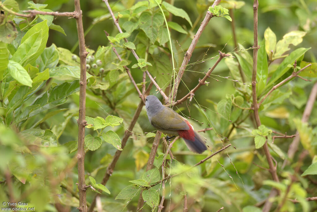 Yellow-bellied Waxbill