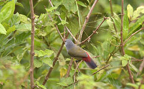 Yellow-bellied Waxbill