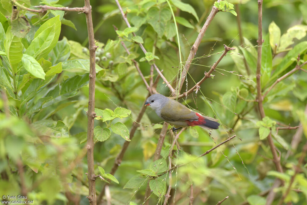 Yellow-bellied Waxbill