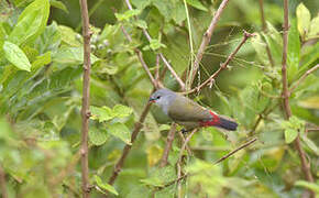 Yellow-bellied Waxbill