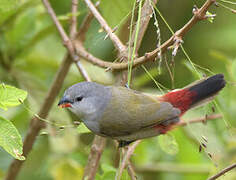 Yellow-bellied Waxbill