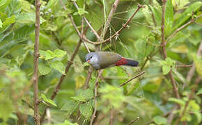 Yellow-bellied Waxbill