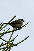 Black-crowned Waxbill