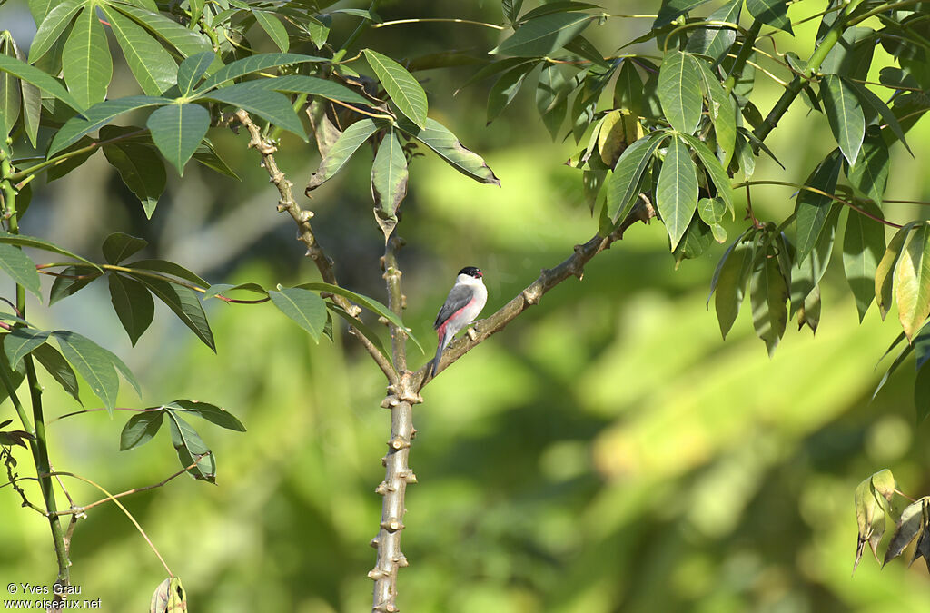 Black-crowned Waxbill