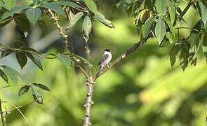 Black-crowned Waxbill