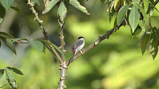 Black-crowned Waxbill