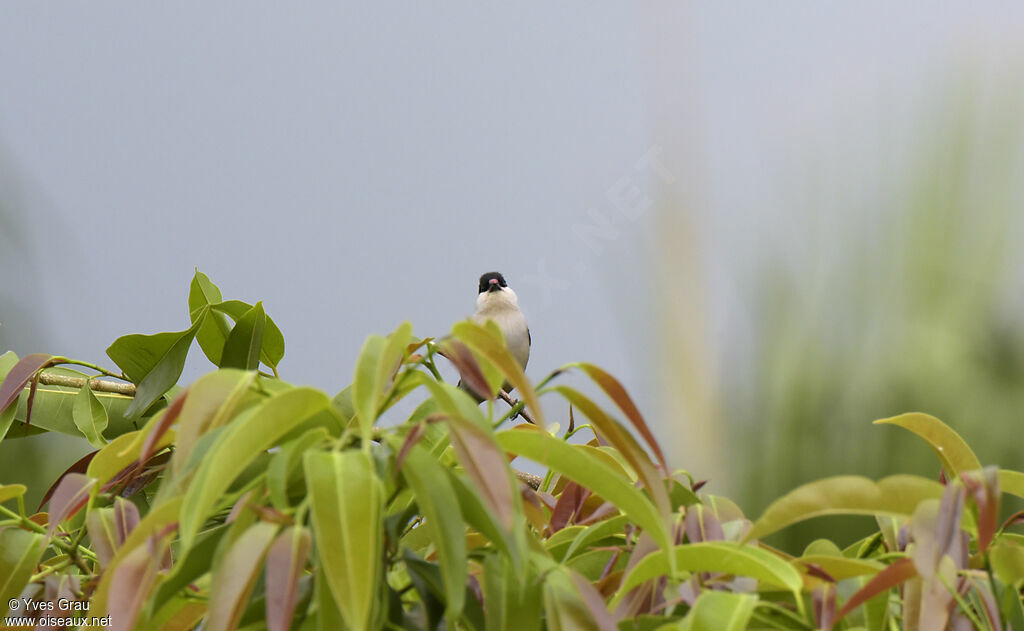 Black-crowned Waxbill