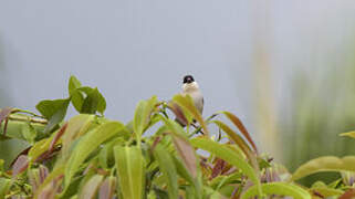 Black-crowned Waxbill