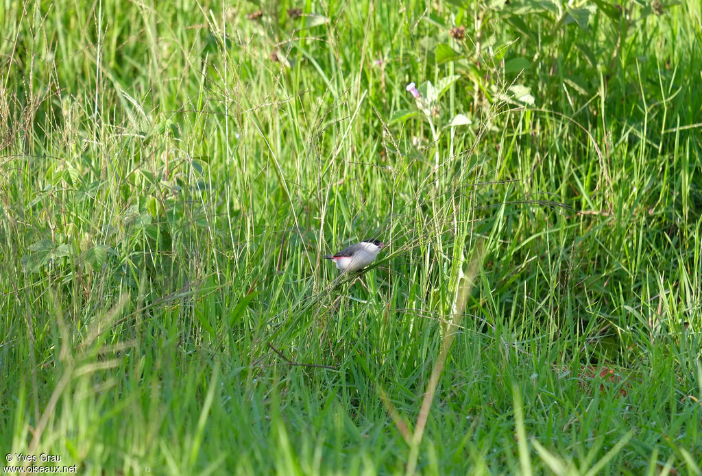 Black-crowned Waxbill