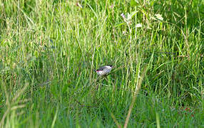 Black-crowned Waxbill