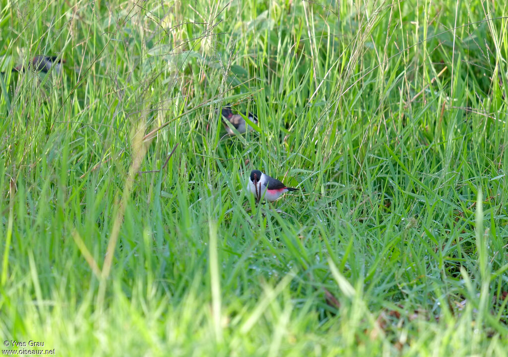 Black-crowned Waxbill