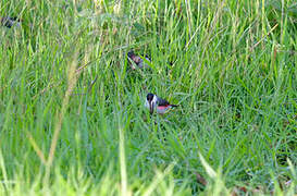 Black-crowned Waxbill