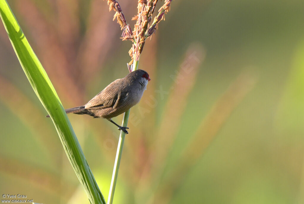 Common Waxbill