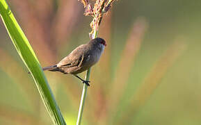 Common Waxbill