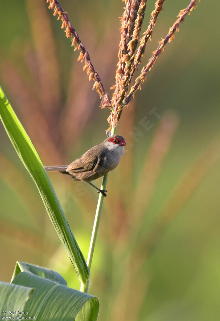 Common Waxbill