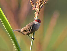 Common Waxbill