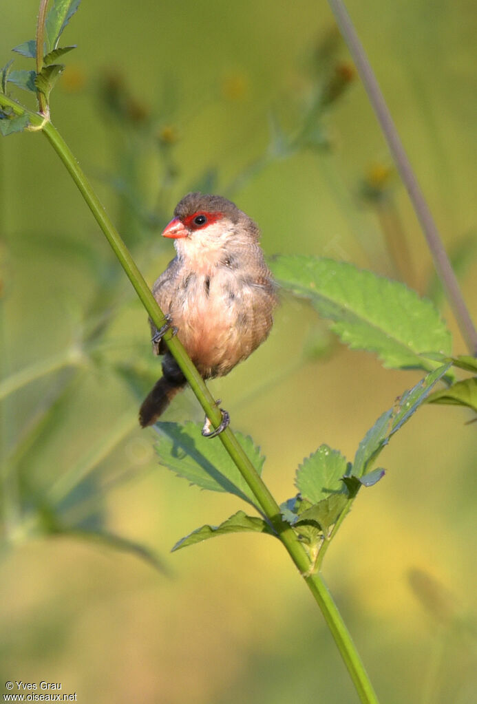 Common Waxbill