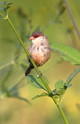 Common Waxbill