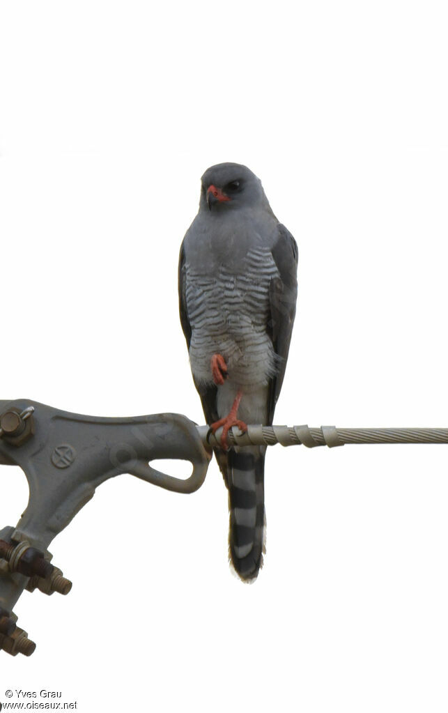 Gabar Goshawk