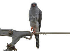 Gabar Goshawk