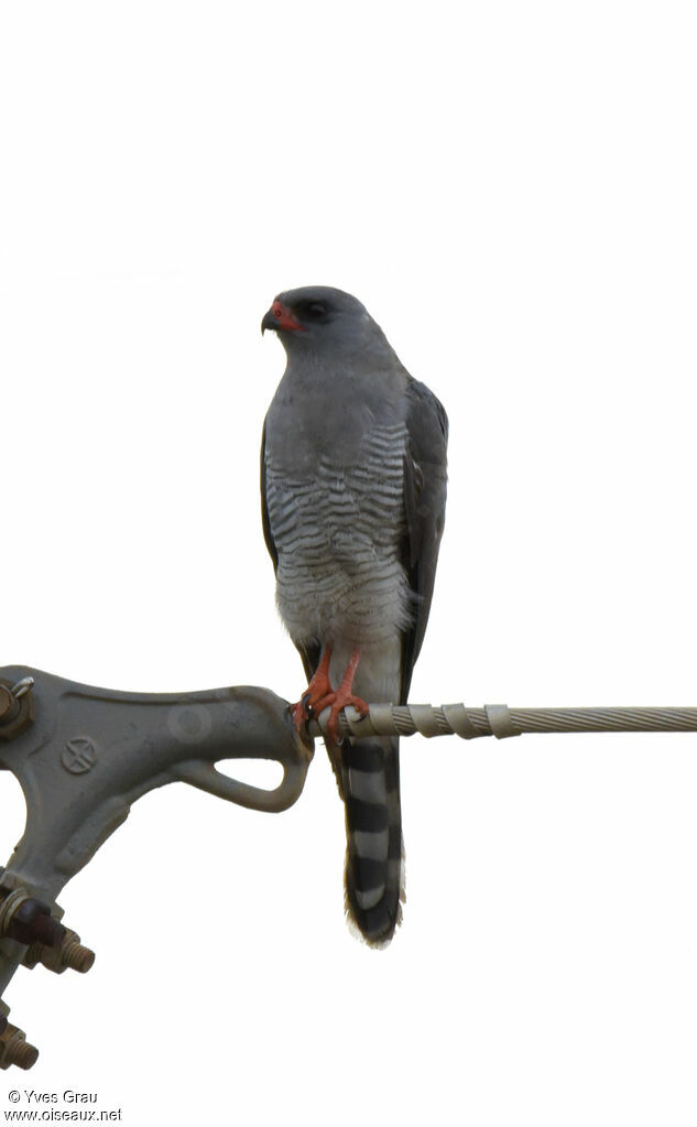 Gabar Goshawk