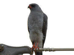 Gabar Goshawk