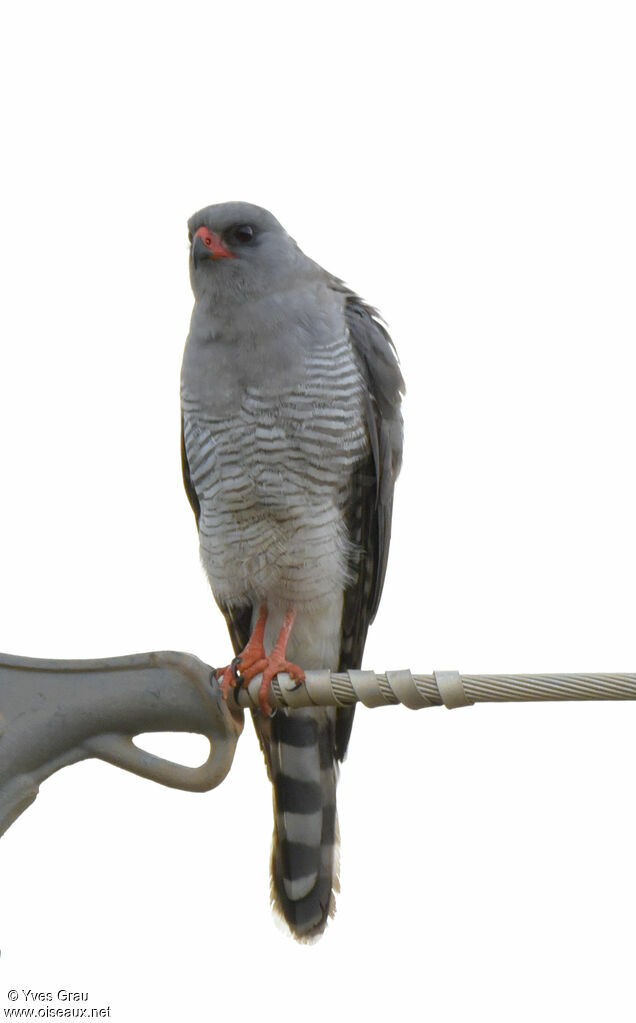 Gabar Goshawk