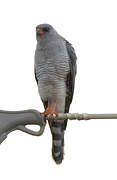 Gabar Goshawk