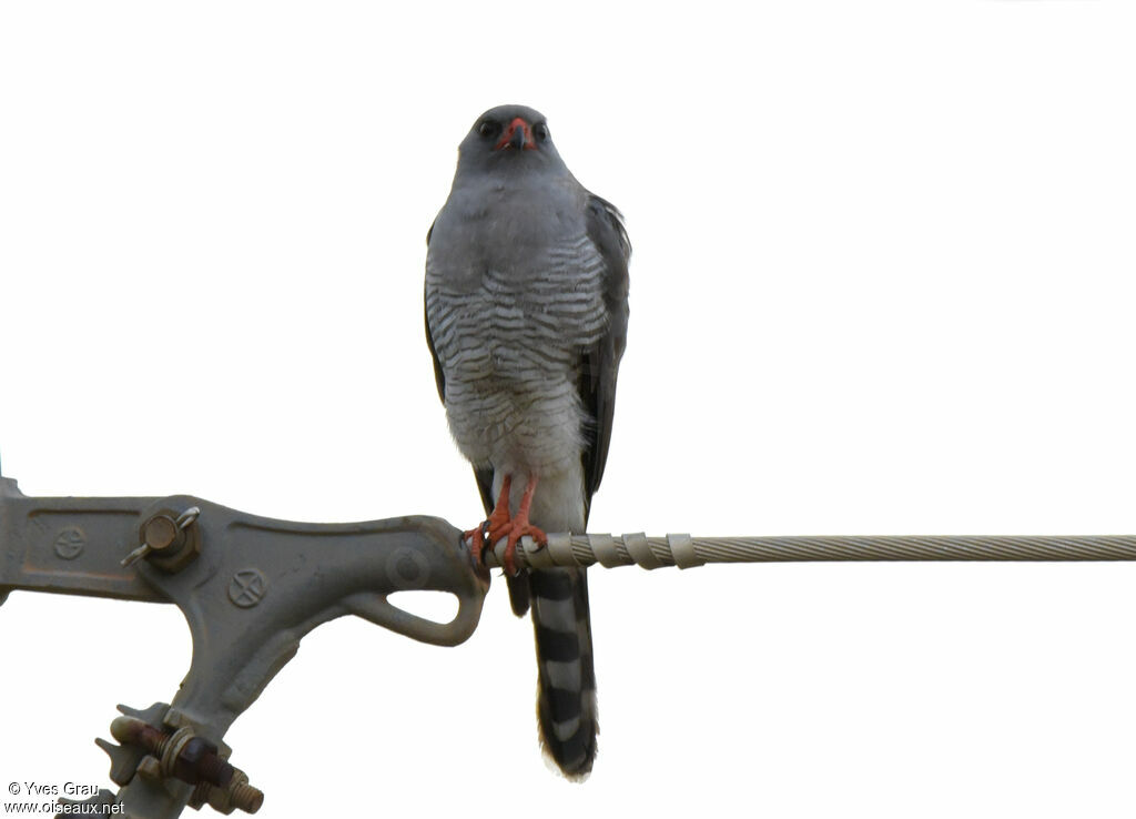 Gabar Goshawk