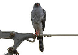 Gabar Goshawk