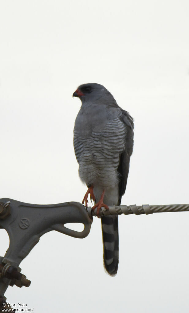 Gabar Goshawk