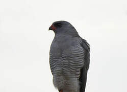 Gabar Goshawk