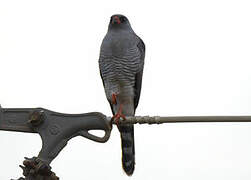 Gabar Goshawk