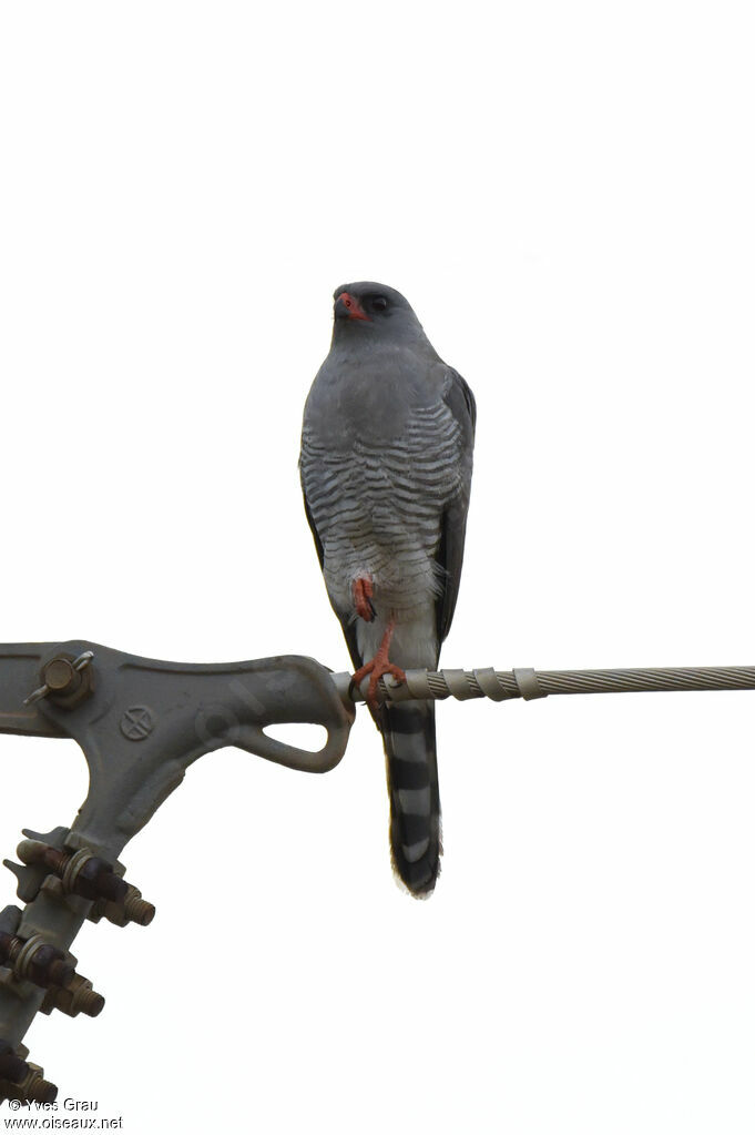 Gabar Goshawk