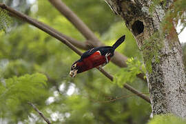 Double-toothed Barbet