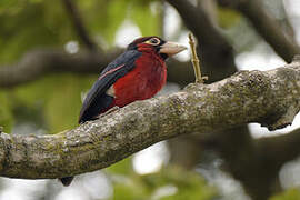 Double-toothed Barbet