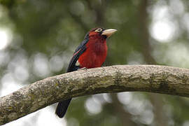 Double-toothed Barbet