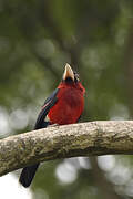 Double-toothed Barbet