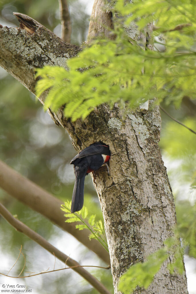 Double-toothed Barbet