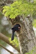 Double-toothed Barbet