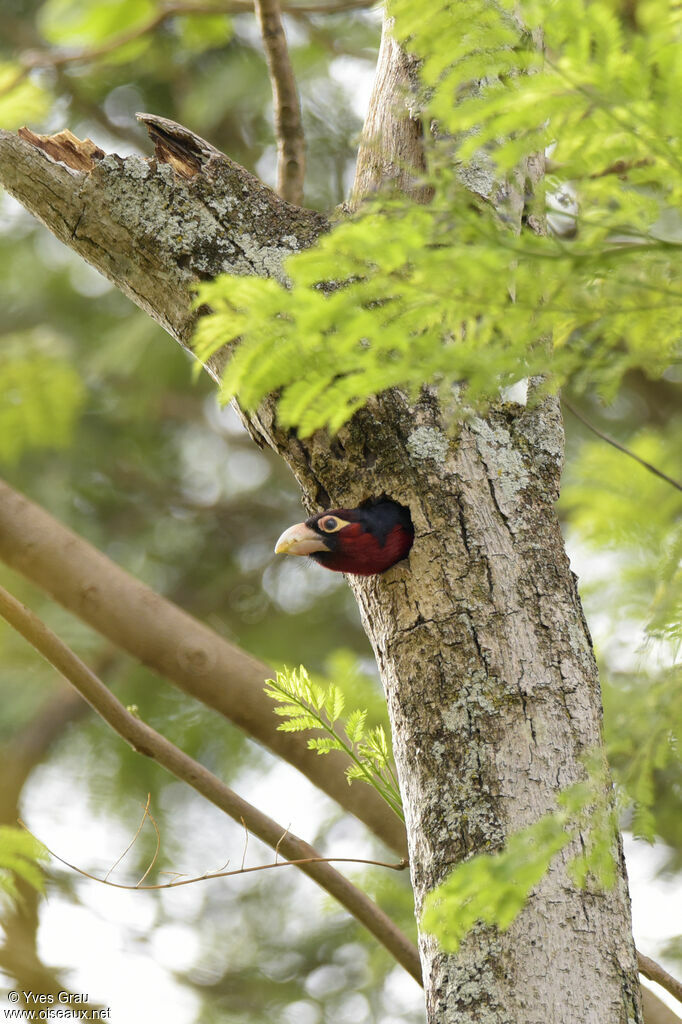 Double-toothed Barbet