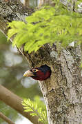 Double-toothed Barbet