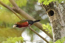 Double-toothed Barbet