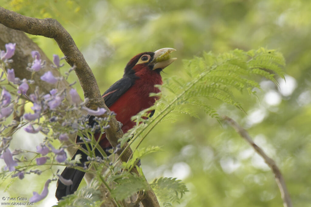 Double-toothed Barbet