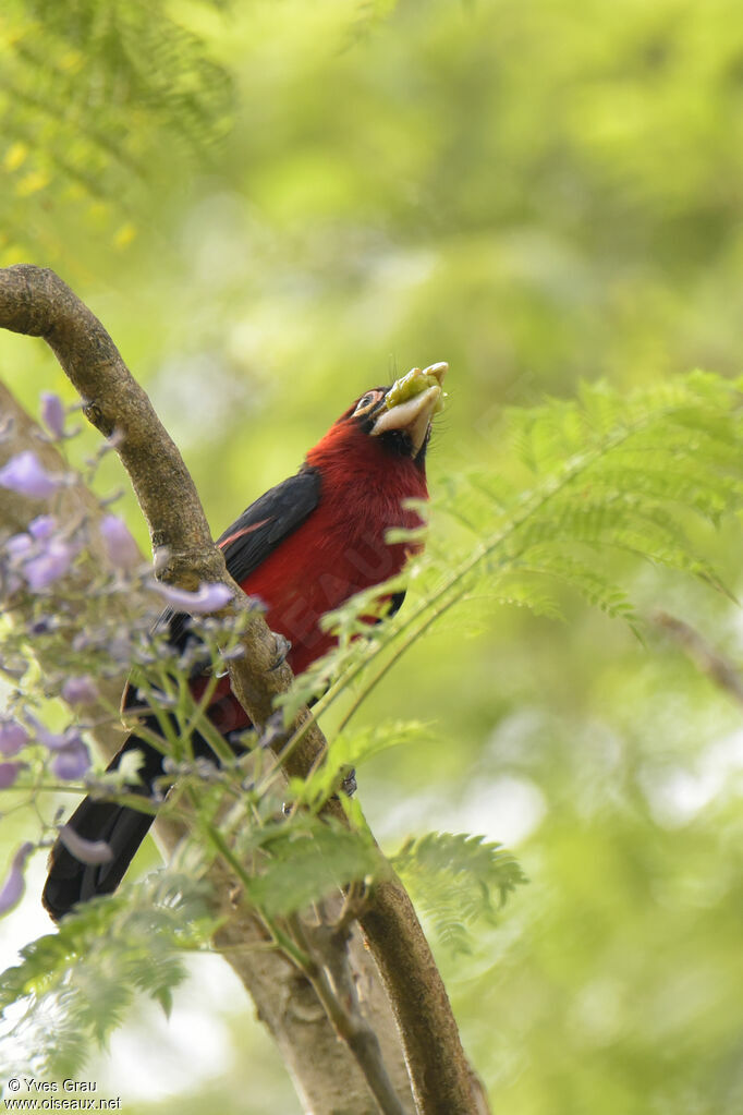 Double-toothed Barbet