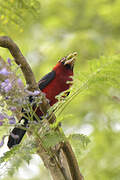 Double-toothed Barbet