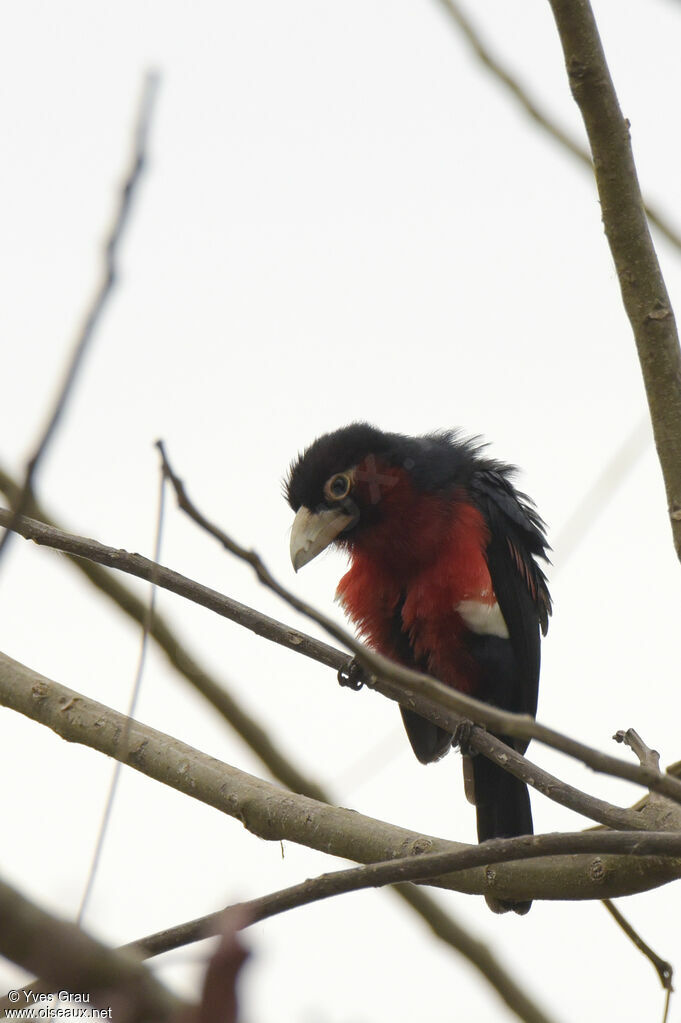 Double-toothed Barbet